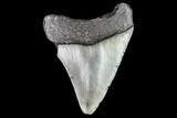 Juvenile Megalodon Tooth - Georgia #111604-1